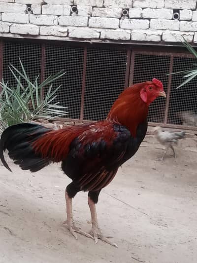 Desi aseel murga