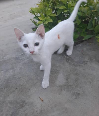 Persian Kitten for sale