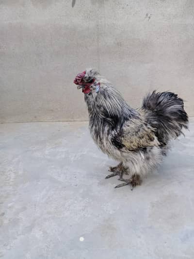 Silkie Murgha