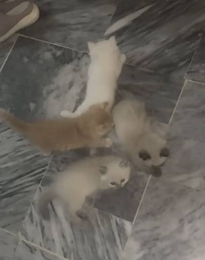 Kittens
