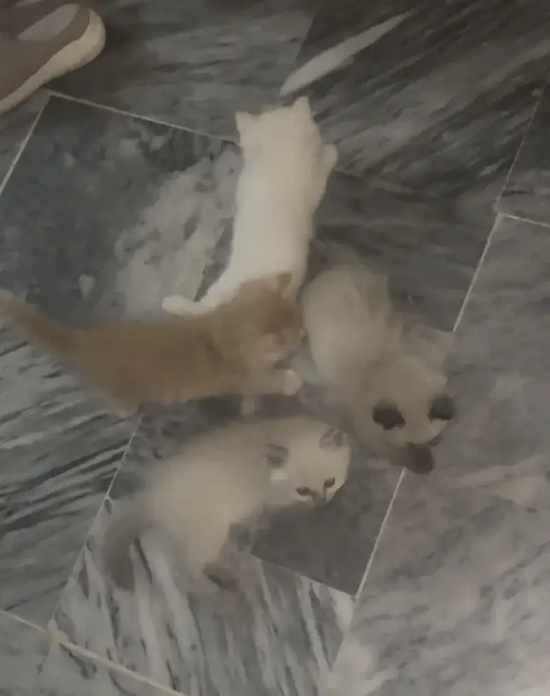 Kittens