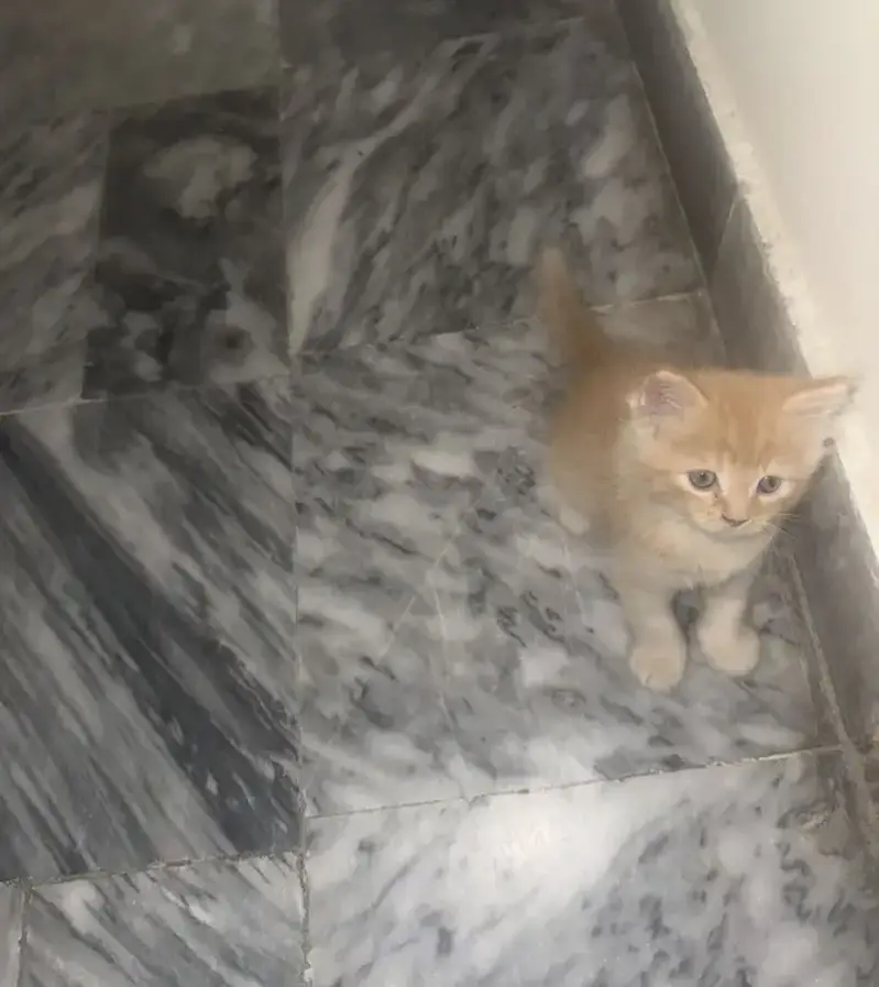 Kittens — photo 3