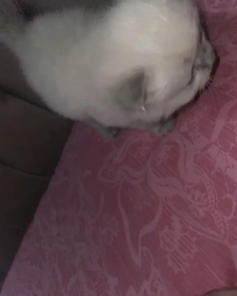 Kittens — photo 4