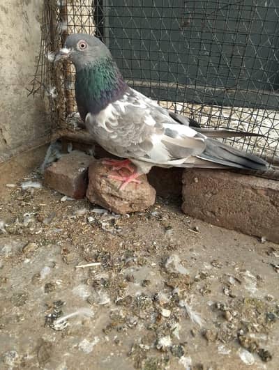 high quality pigeon for sale