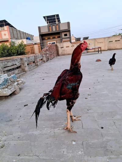 Home breed