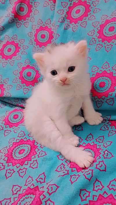 Pair of female kittens for urgent sell
