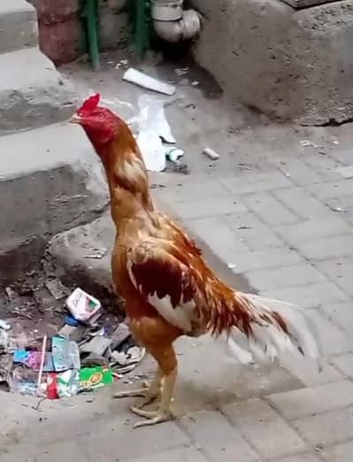 high quality home breed pela PATHA AVAILABLE contact 03140340663