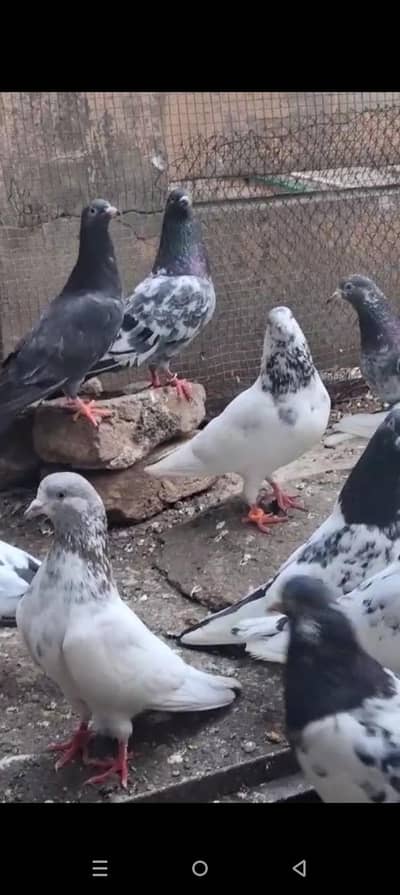 ferozpuri Ali waly lakhy  13 breeder jory for sell