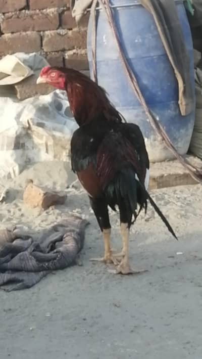 High quality Pakistani Aseel mugra and Thai mugri Aseel hen egg laying