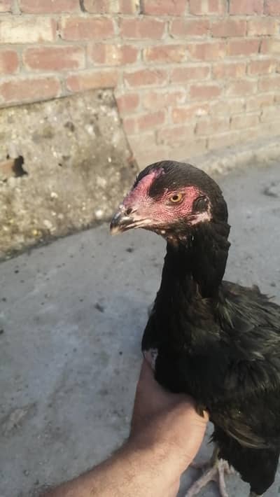 Thai cross mugri and Thai mugri Aseel hen egg laying