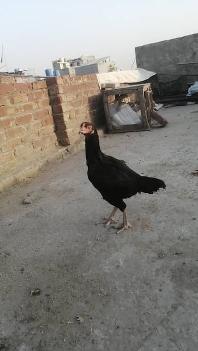 Thai cross mugri and Thai mugri Aseel hen egg laying