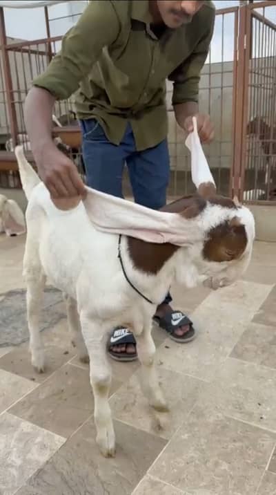 Gulabi bakra