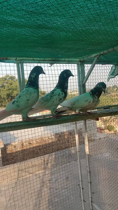 high-flyers pkr k prinda