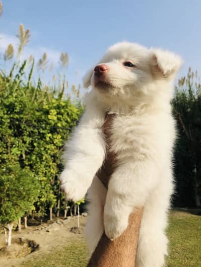 Russian pup female