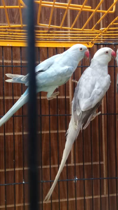 silver / lacewing ringneck breeder female