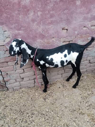 desi pathpath for sale