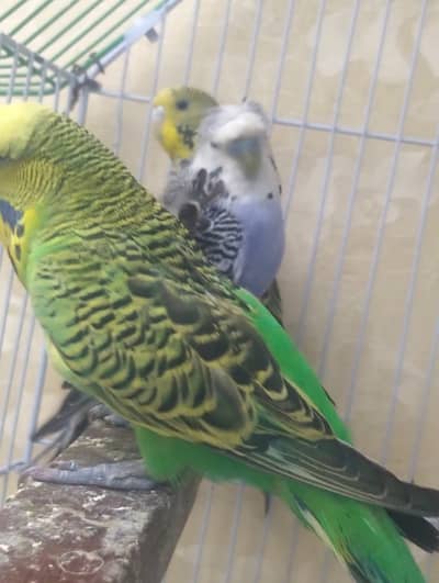 uk blood line exhibition breeder male available hy