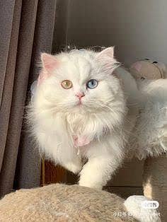 Persian cat 3 month age