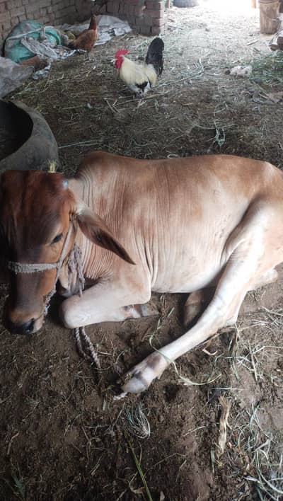 Bachri Cow For Sale In Okara