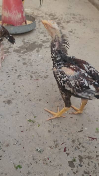 pure mianwali aseel chicks
