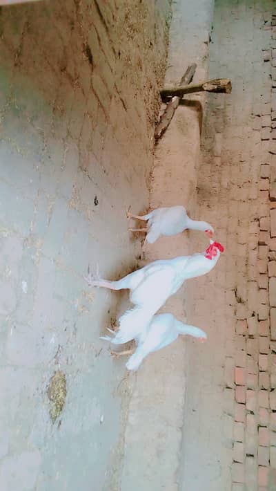 Hen for sale