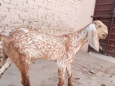 desi Bakra for Sale Call 03481743426