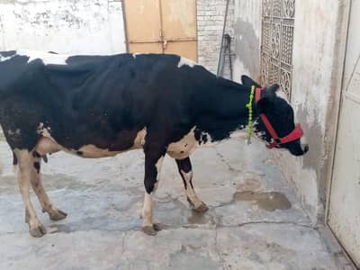frezion cow 2 dant  for sale