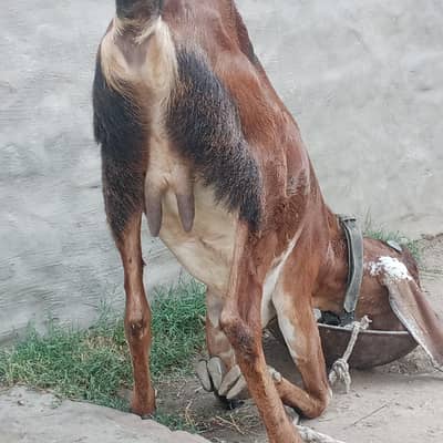 بکری براۓ فروخت