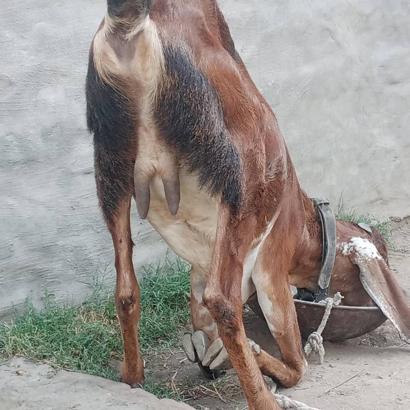 بکری براۓ فروخت 0