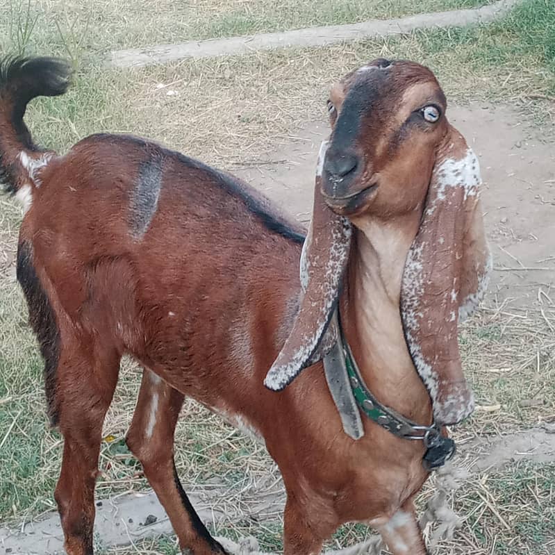 بکری براۓ فروخت 1