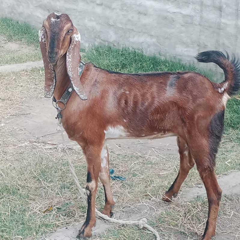 بکری براۓ فروخت 2