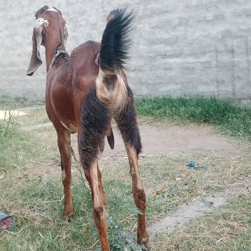 بکری براۓ فروخت 3