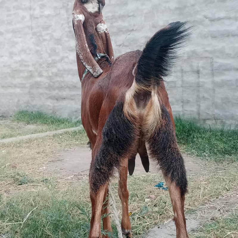 بکری براۓ فروخت 4