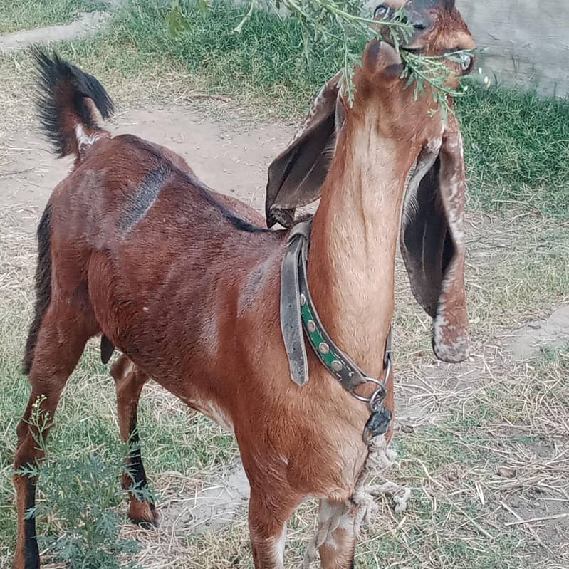 بکری براۓ فروخت 5