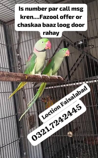 Raw pairs 0321.7242445 call