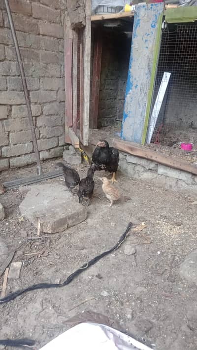 Pure Mianali with its 3 chicks and one pair desi