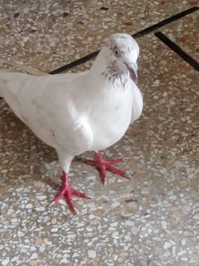 lahka breeder pair