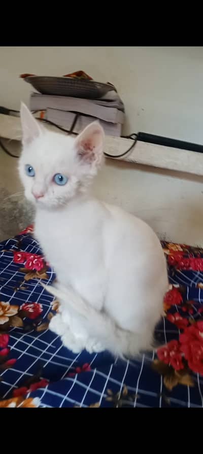 Persian cat double coated