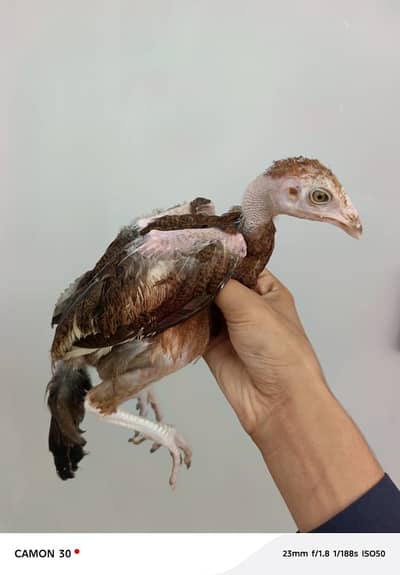 6 Aseel sindhi chicks 1 aseel hera madi 1 aseel lasani 1 jawa 1 madi
