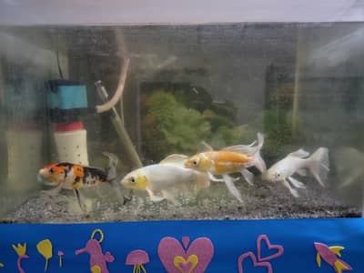 Fish with Aquarium for sale
