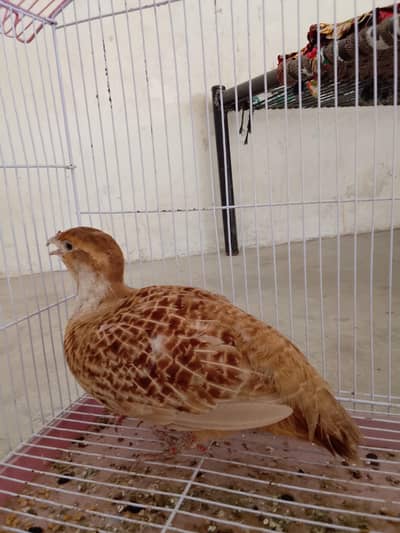Irani teetar breeder male king size