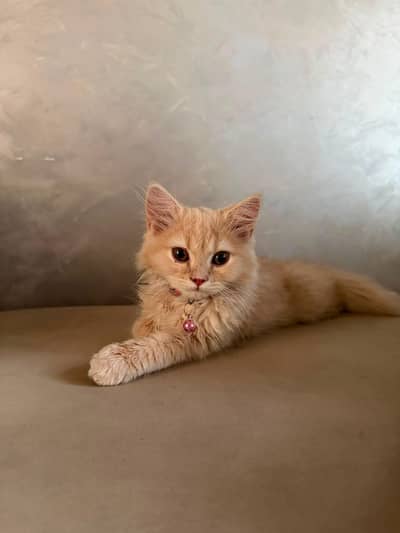Persian Triple Coat