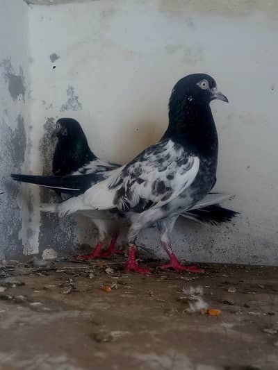 pure teddy pair for sale yarkaan ankhon mein