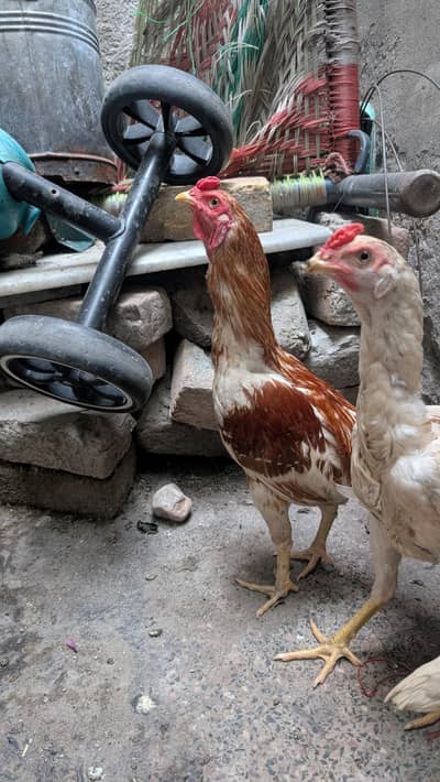 Desi and aseel cross murghay and pure aseel chicks