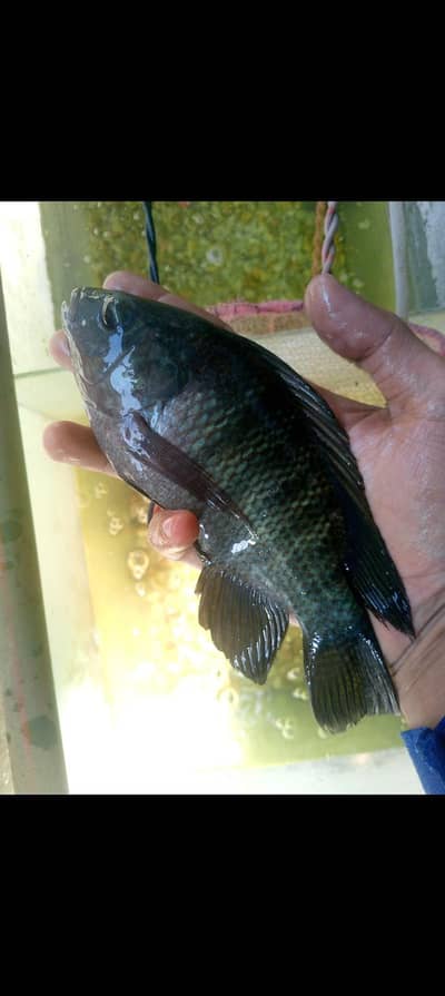 zabra fish big size