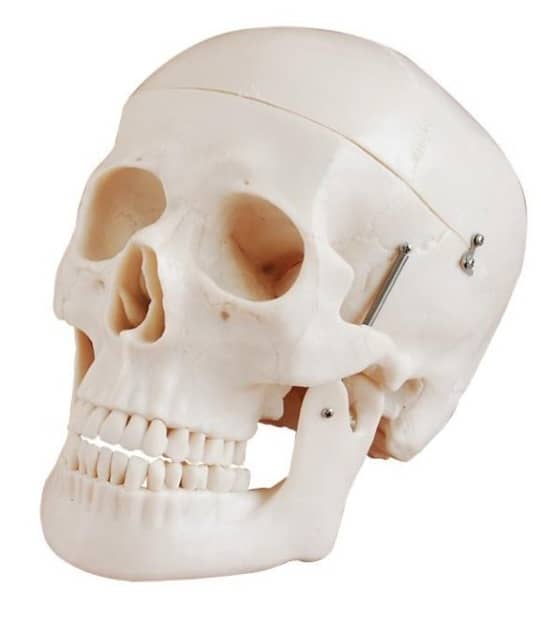 Human skull model 1