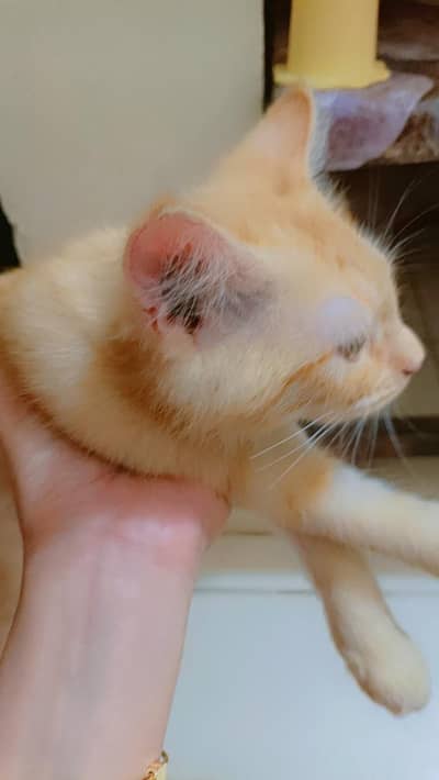 cat for sale fully vaccinated and trained