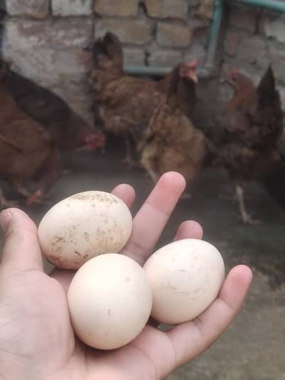 6 female Or 1 Male.  Urgent sale