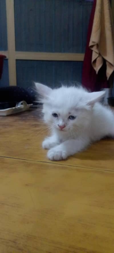 kitten