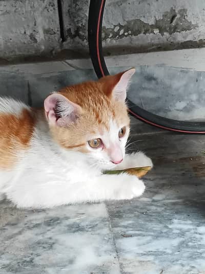 Cat for donation